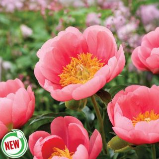 Lovely Rose Peony Thumbnail